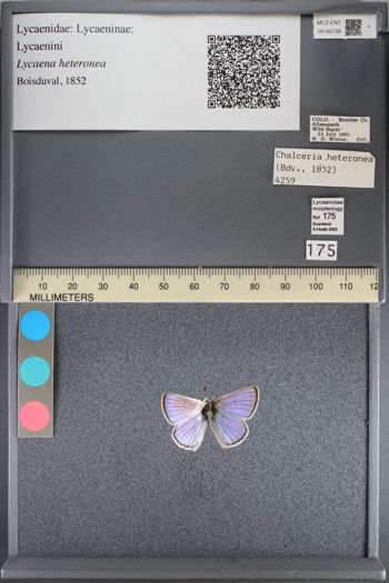 Media type: image;   Entomology 192795